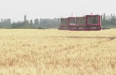 山东德州：多举措保障小麦高产优质