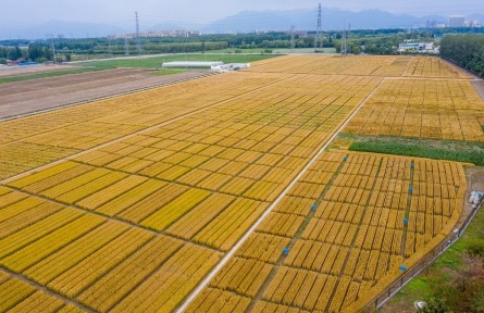 北京昌平：夏收時(shí)節(jié)，“麥”向豐收