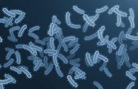 科技名词|革兰氏阳性菌 Gram-positive bacteria